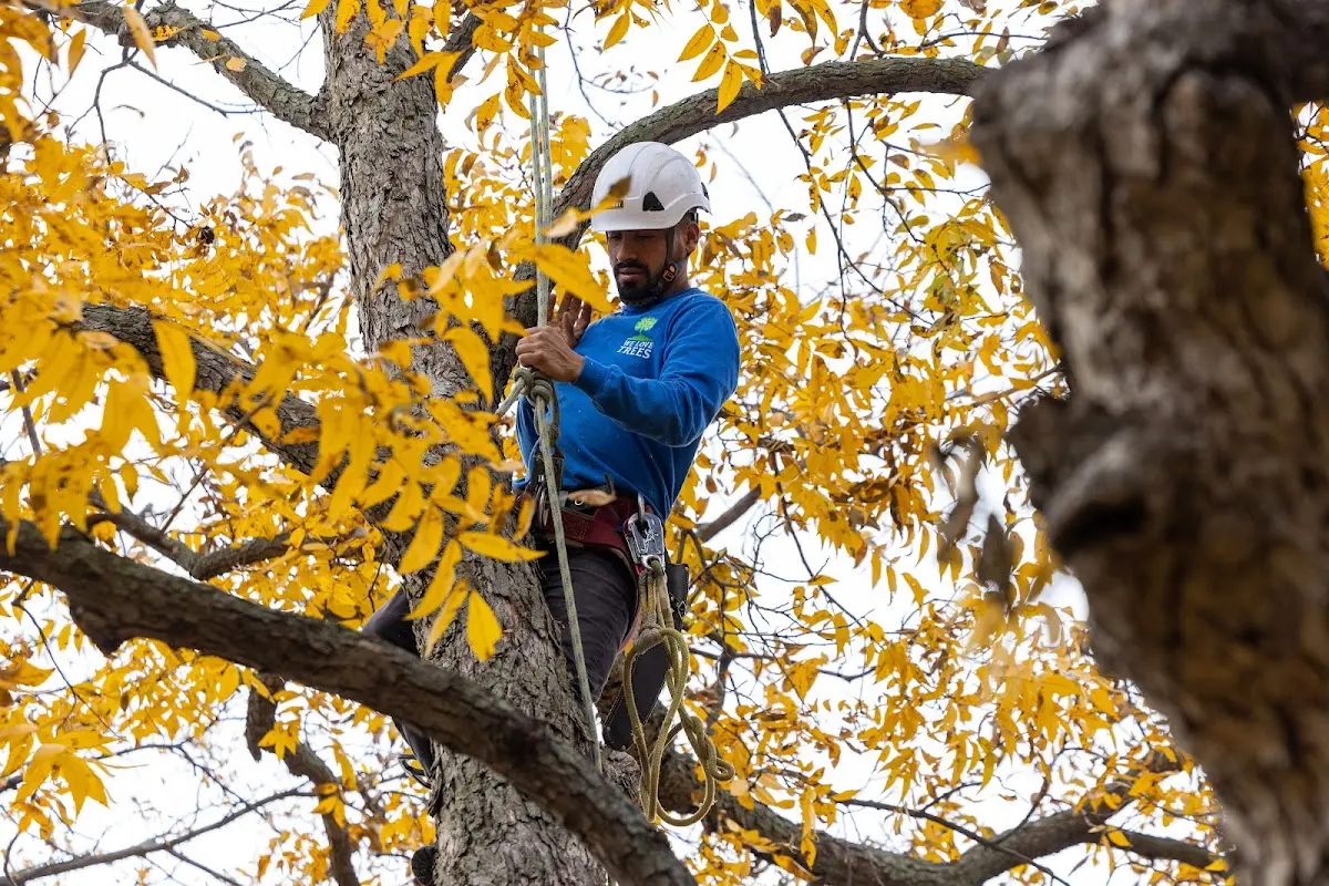 Skilled Tree Pruning crew working in Lincoln